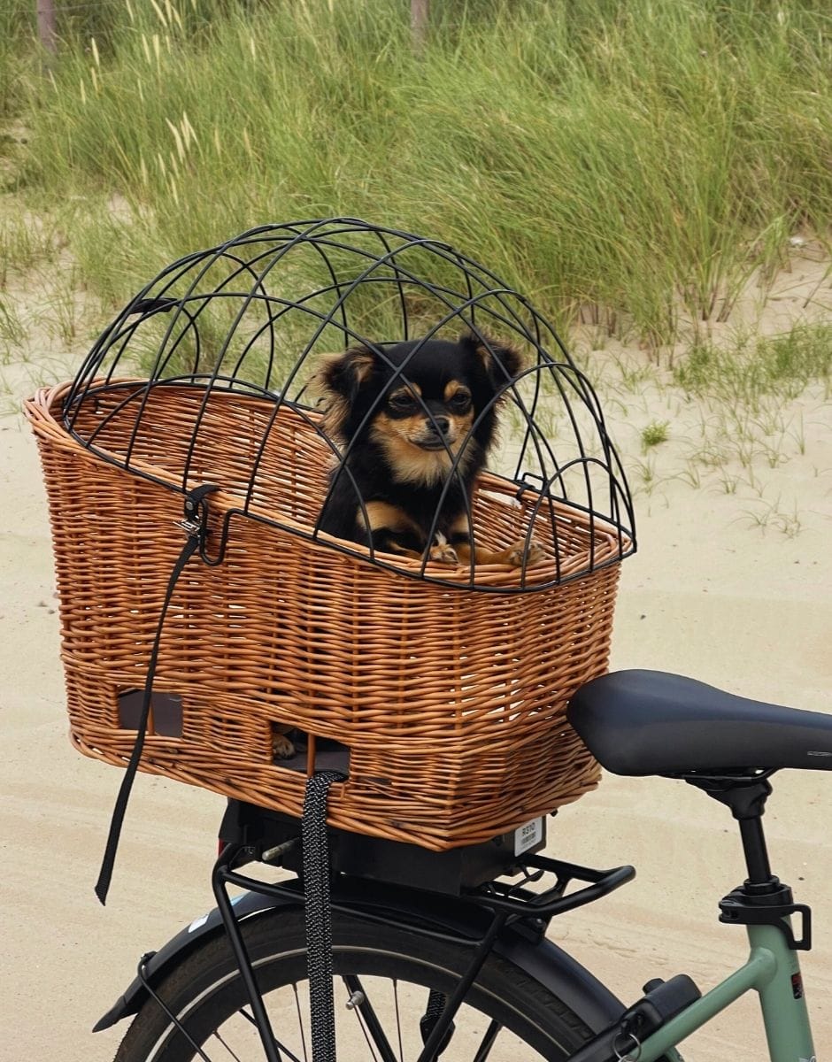 FVDK - Honden 2 (1)-min